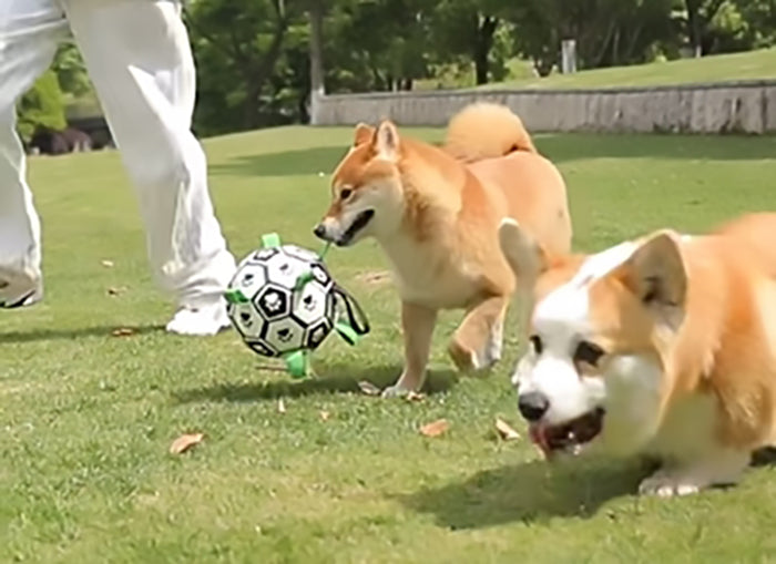 Score Big with DogKick's Dog Toys Soccer Ball!