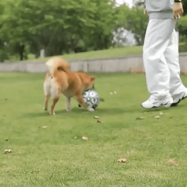 Score Big with DogKick's Dog Toys Soccer Ball!